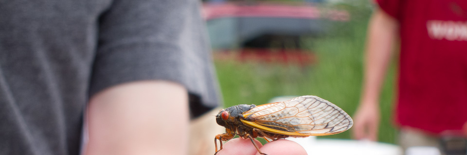 Nature Lab 2013-05 cicada